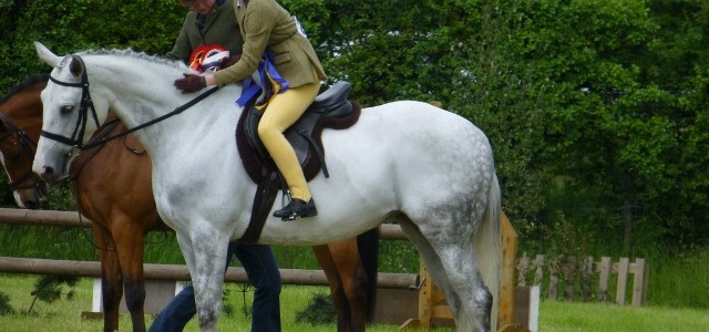 Protected: Horses