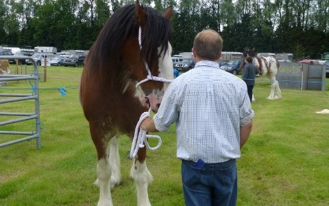 Protected: Horses