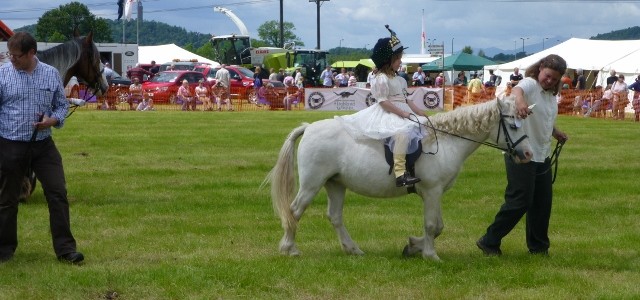 Protected: Horses