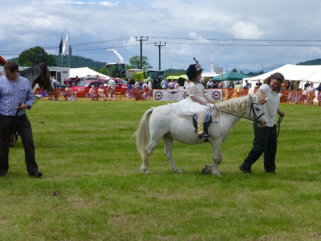 Horses