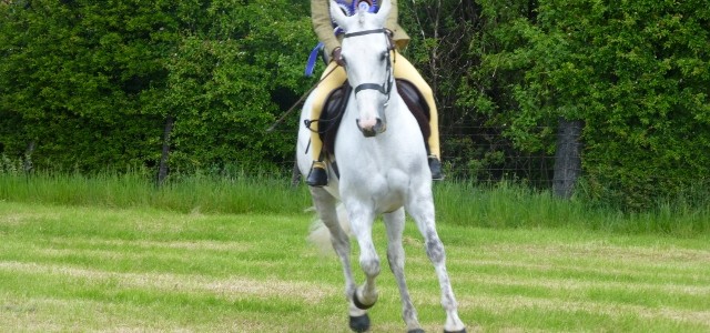 Protected: Horses