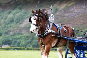 Clydesdale